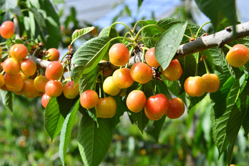 The ripe cherries are on the tree