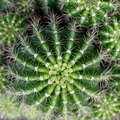 Background Pattern of Green Cactus Plant