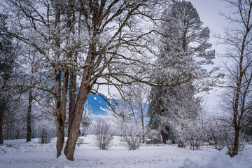 Landscape with hoarfrost on the branches near the lake Zell am See. Austria