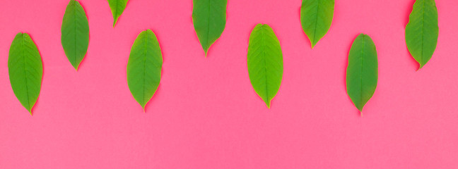 Flat lay pattern with fresh green leaves
