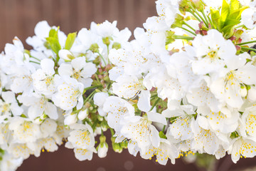 Flowers of the cherry blossoms on a spring day