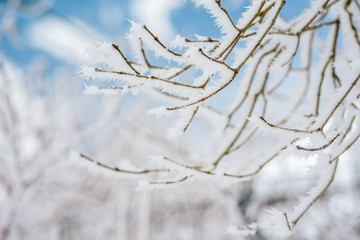 Landscape with hoarfrost on the branches near the lake Zell am See. Austria