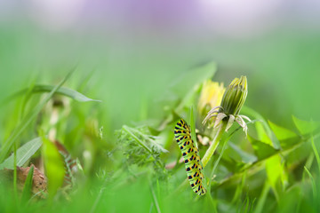 Yellow dandelion flower close-up on delicate green background, beautiful image
