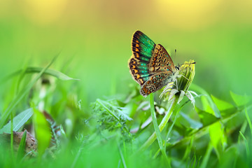 Yellow dandelion flower close-up on delicate green background, beautiful image
