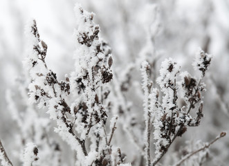 Winter snow tree background