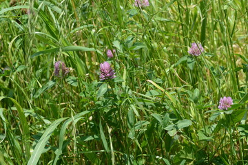 Red clover