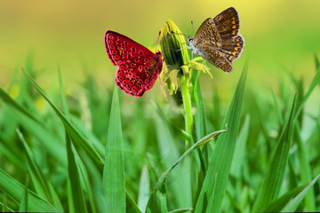 Yellow dandelion flower close-up on delicate green background, beautiful image
