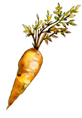 Orange carrot wild vegetable in a watercolor style isolated. Aquarelle wild vegetable for background, texture, wrapper pattern or menu.