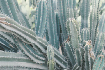 Saguaro cactus growing in the desert area. Carnegiea gigantea plant