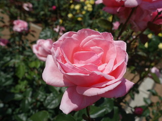 ピンクのバラ