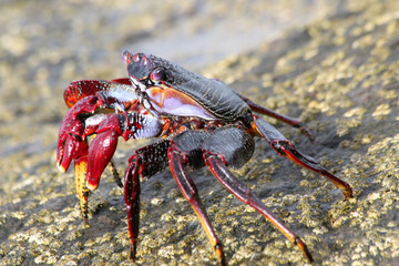 TIERE_4500_rote_Klippenkrabbe