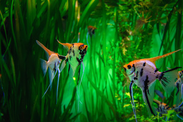 Beautiful colorful tropical fish Skalaria on green background. Scalar in the aquarium on a...