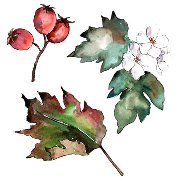 watercolor hawthorn berries and leaves clip art preview