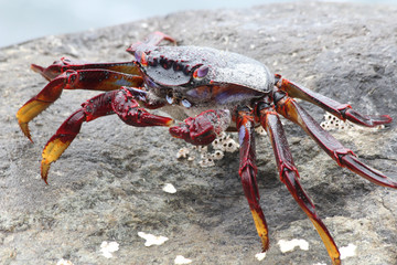 TIERE_4582_rote_Klippenkrabbe