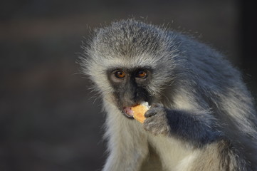 Monkey at Gaborone Game Reserve