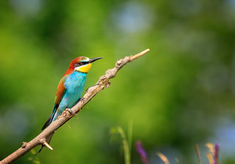 European bee-eater ( Merops Apiaster ) sitting on the branch. Blurry background