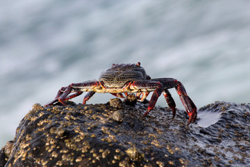 TIERE_4776_rote_Klippenkrabbe