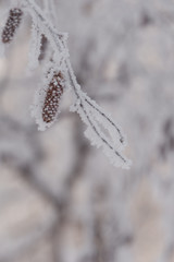 Winter frost branches snow and ice covered. Snowy birch cones.