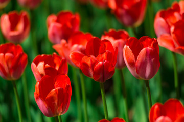 Fototapeta premium Red tulips on a Sunny summer day. The texture of the flowers.
