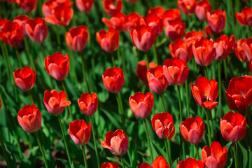 Red tulips on a Sunny summer day. The texture of the flowers.