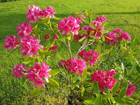 Fleurs de massif
