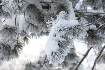 Snow-cowered fir branches. Winter blur background. Frost tree