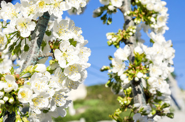 Flowers of the cherry blossoms on a spring day