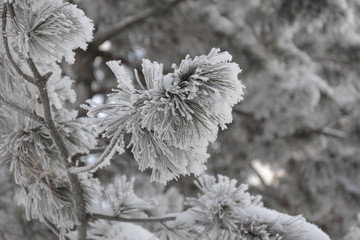 Snow-cowered fir branches. Winter blur background. Frost tree