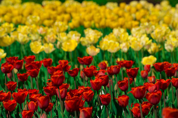 Obraz premium Red tulips grow on the background of yellow tulips on a Sunny day. The texture of the flowers.