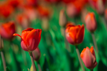 Red tulips grow in the garden on a summer day. The texture of the flowers.