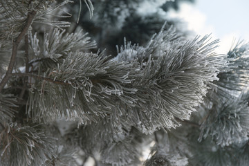 Snow-cowered fir branches. Winter blur background. Frost tree