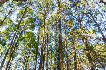 Landscape pine tree forest sunny day blue sky