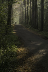 Obraz premium Forest path