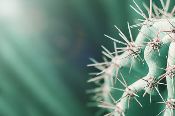 Green background with Carnegiea cactus. Desert plant with thorns.