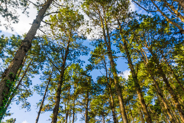 Fototapeta premium Landscape pine tree forest sunny day blue sky
