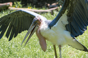 Afrikanischer Marabu (Leptoptilos crumeniferus)