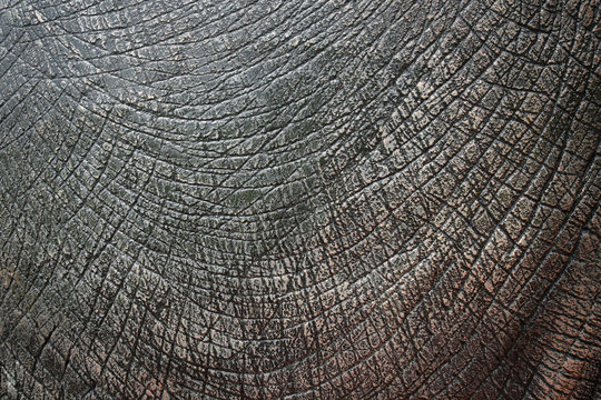 Dinosaur Skin Texture