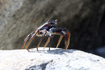 TIERE_5197_rote_Klippenkrabbe