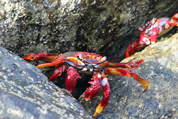 TIERE_5442_rote_Klippenkrabbe