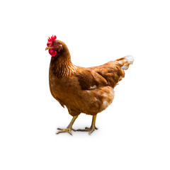 Fototapeta premium Isolated happy hen