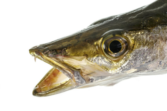 Yellowtail Barracuda – Head, Eye and Teeth Stock Photo | Adobe Stock