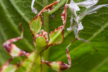 Young leaf insect (Phyllium westwoodi)