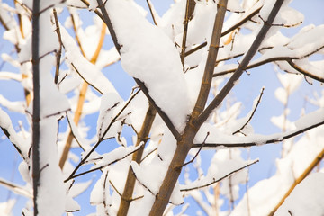 Tree branches covered with snow on sunny day. sunsu