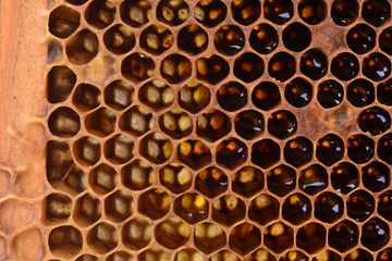 Bee honeycombs texture