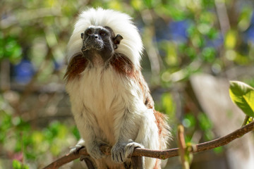 Little monkey - cotton-top in reservation in in a tree crown