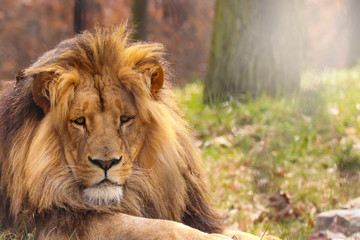 Lion in forest with sun shine