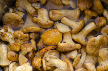 Making homemade mushroom soup