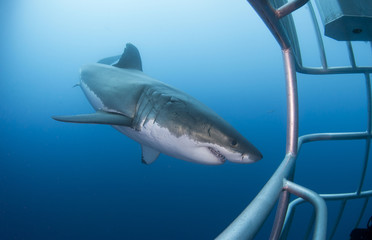 Great white shark showing sharp teeth rows in front of diving cage in clear blue water
