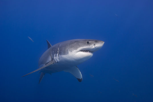 Great white shark showing sharp teeth rows in blue water