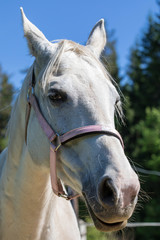 The head of smiling or cackling white Hanoverian horse in the bridle or snaffle a with the green background of trees an grass in the sunny summer day
